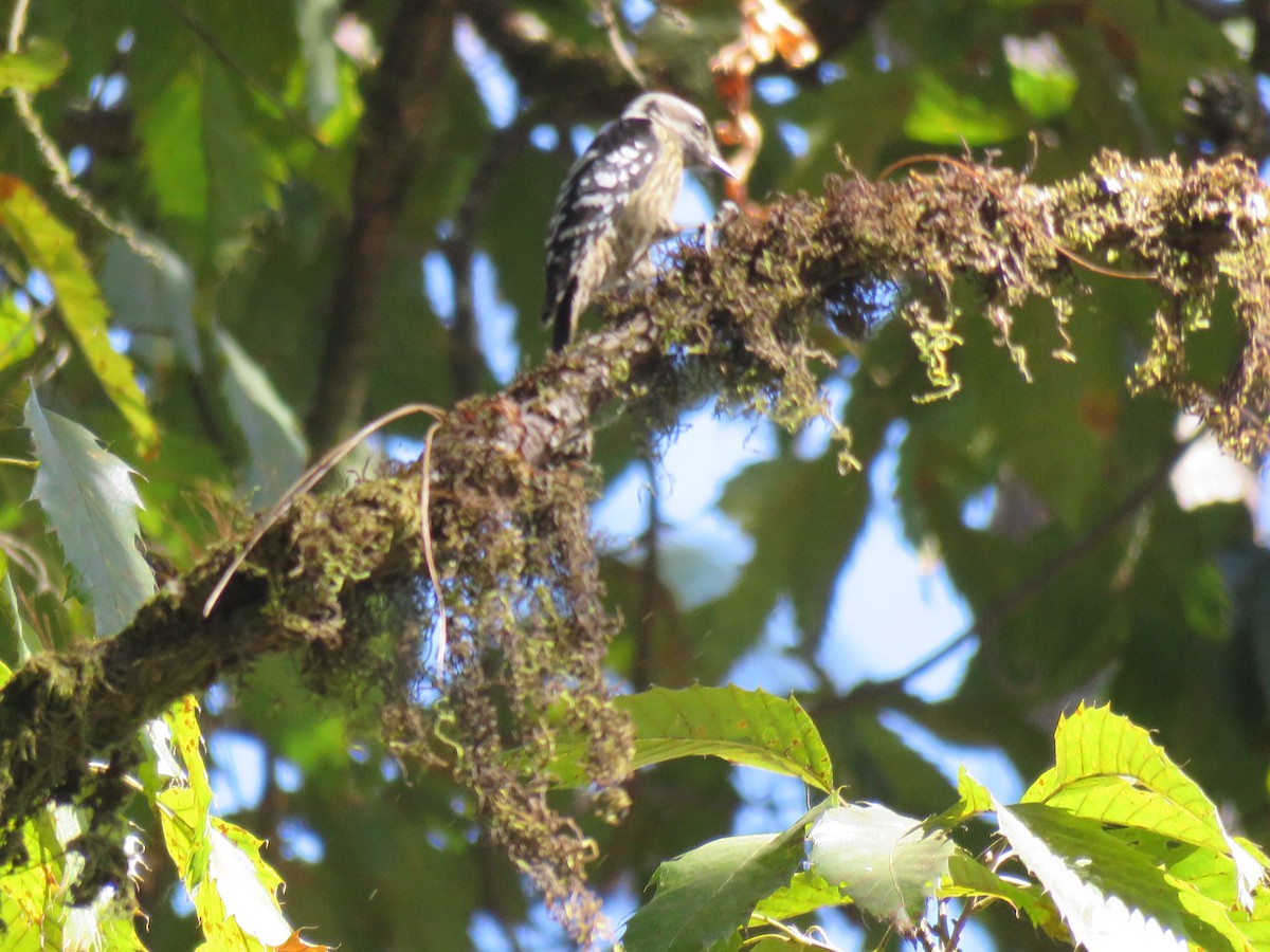 Gray-capped Pygmy Woodpecker - ML129231671