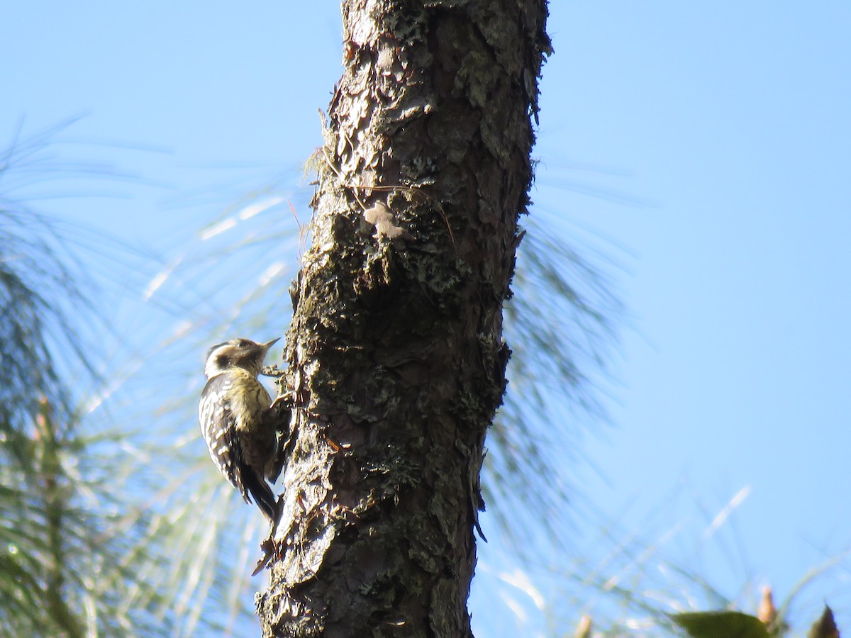 Gray-capped Pygmy Woodpecker - ML129232461