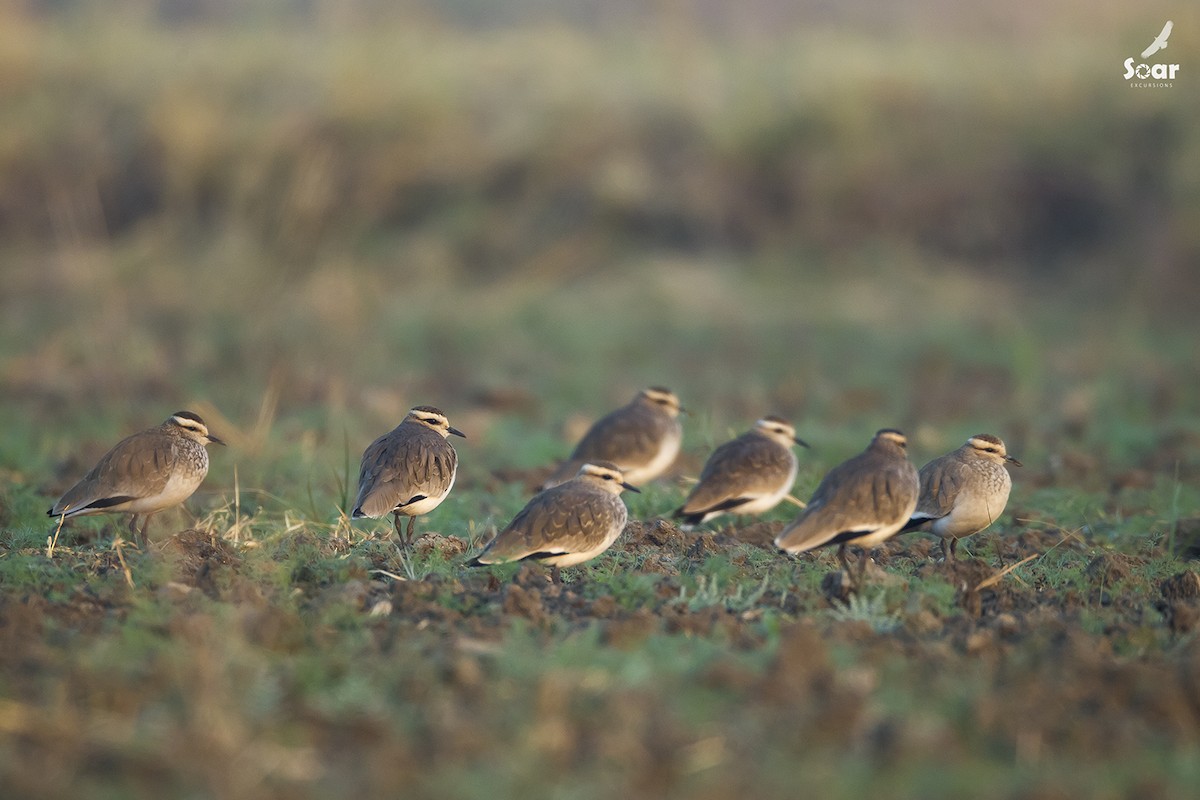 Sociable Lapwing - Soar Excursions