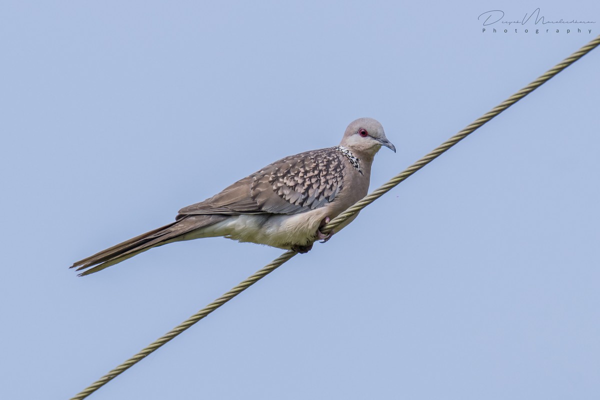 Spotted Dove - ML129234201