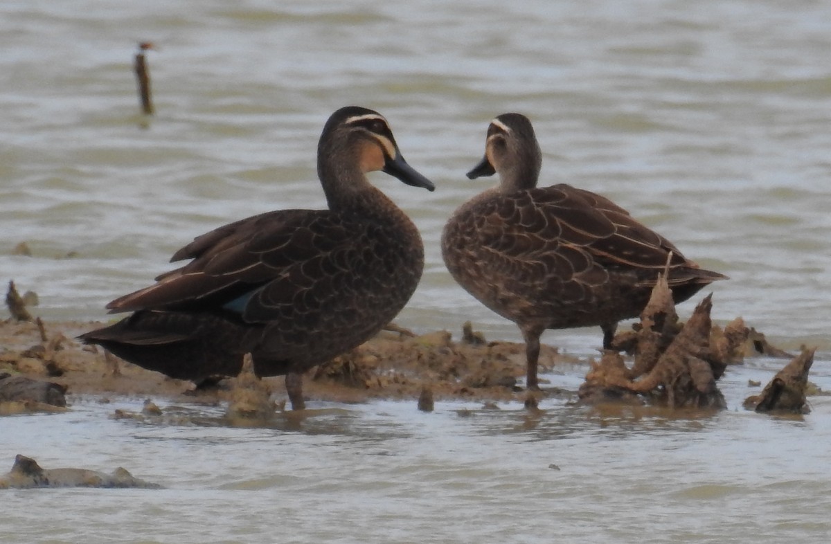 Pacific Black Duck - Colin Trainor