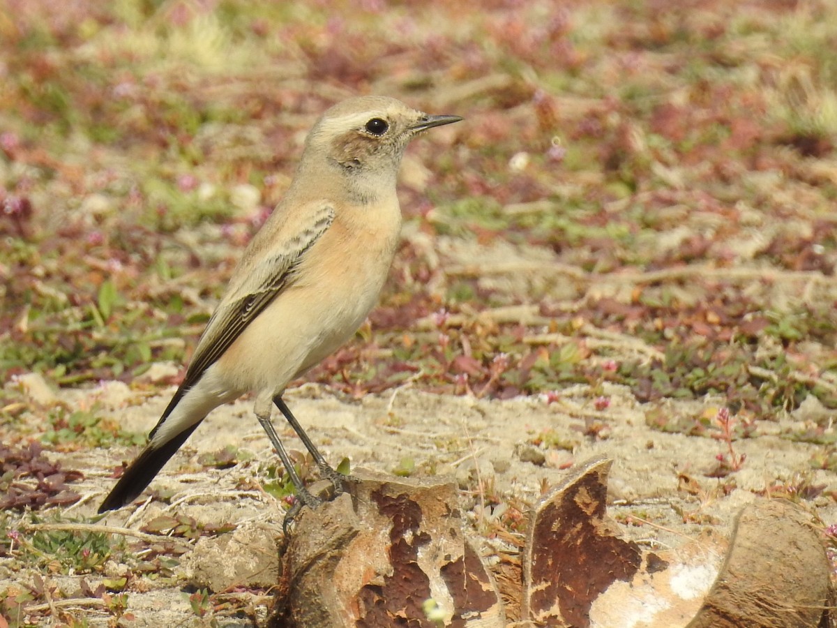 Desert Wheatear - ML129236101