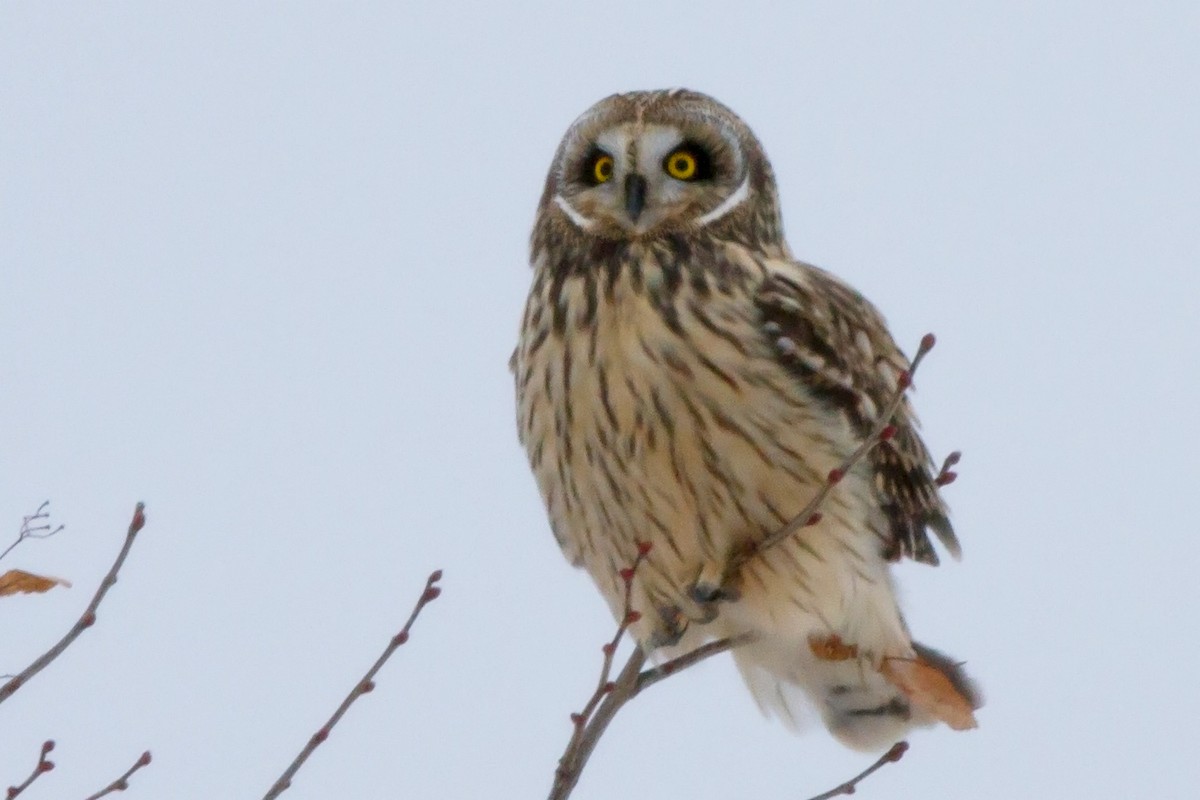 Short-eared Owl - Sue Barth