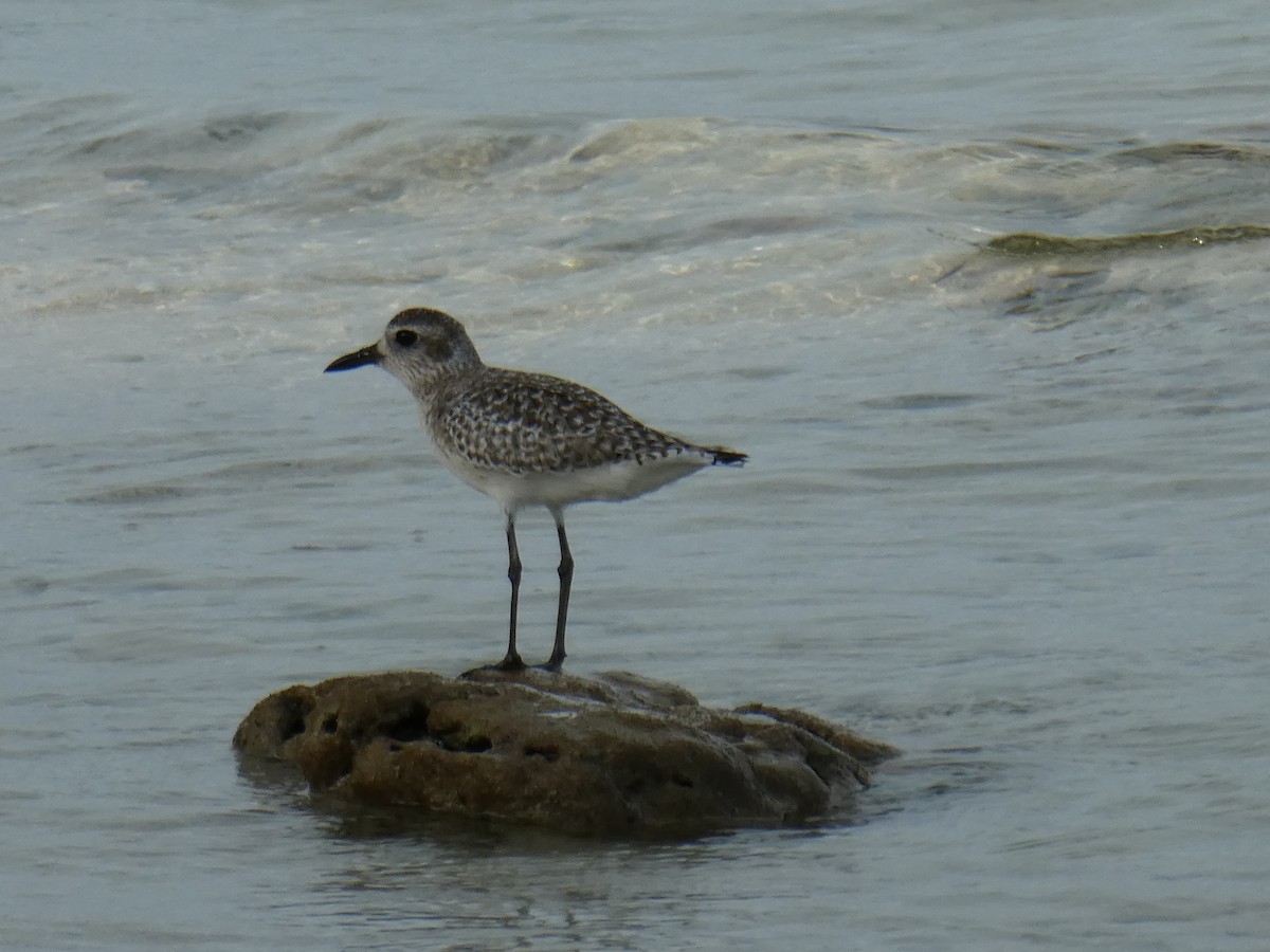 Black-bellied Plover - ML129237251