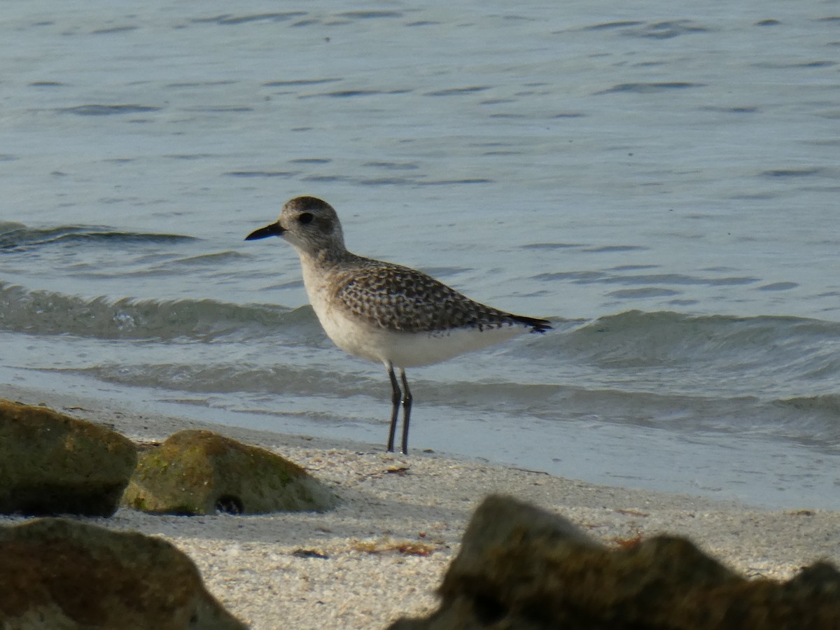 Black-bellied Plover - ML129237281