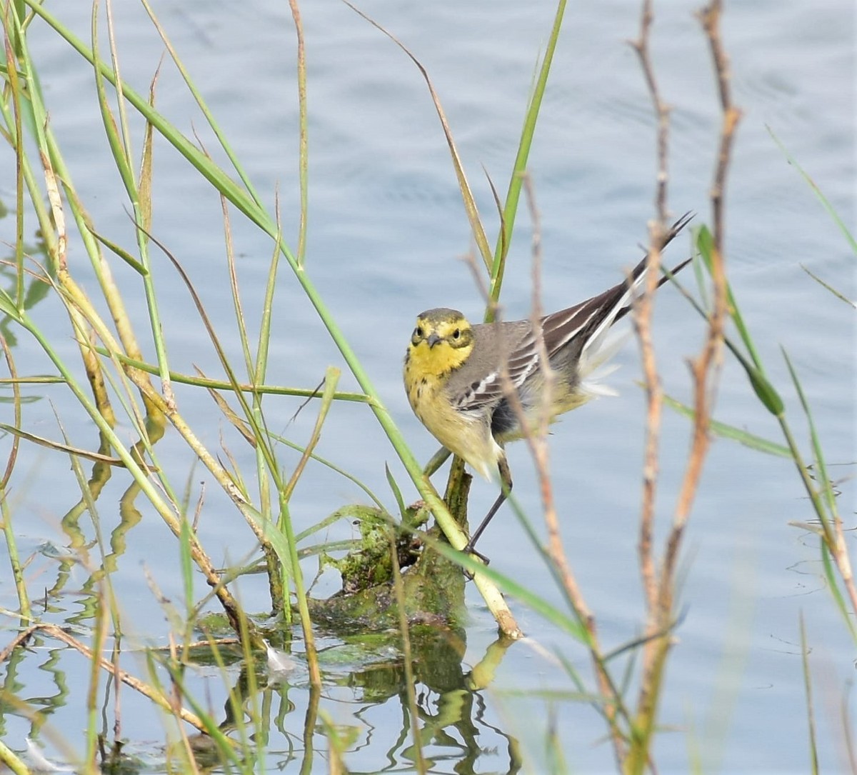 Citrine Wagtail - ML129237341