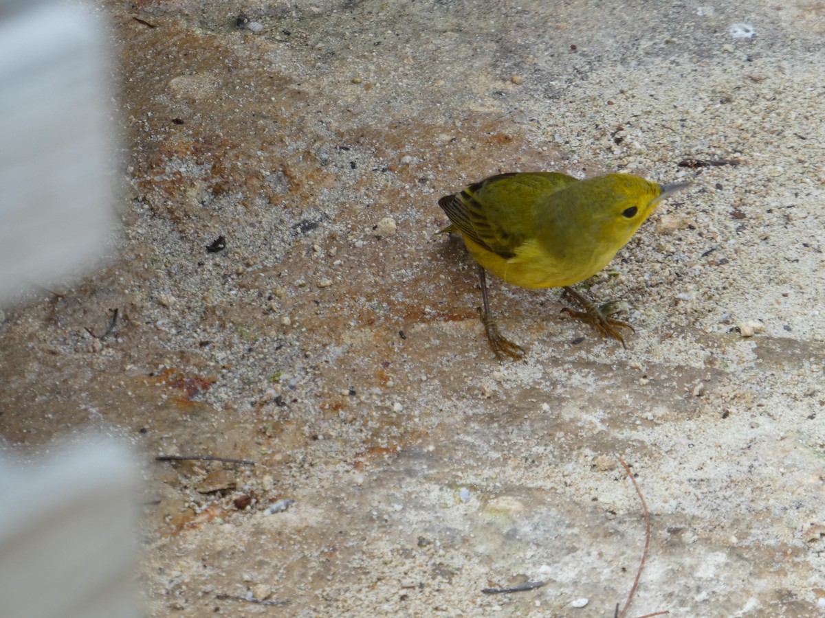 Yellow Warbler - ML129238451