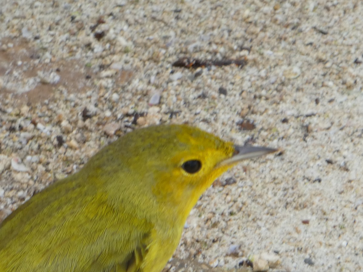 Yellow Warbler - ML129238521