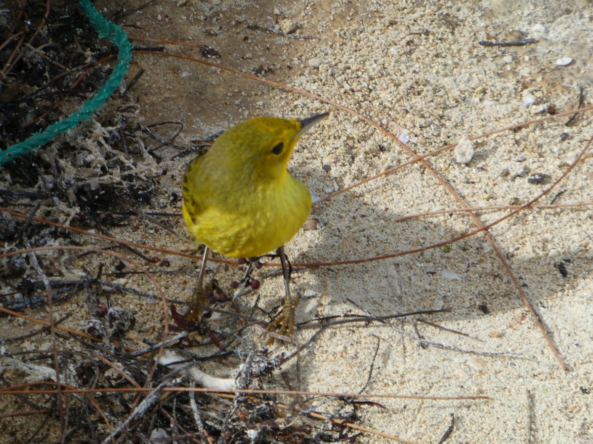 Yellow Warbler - ML129238571