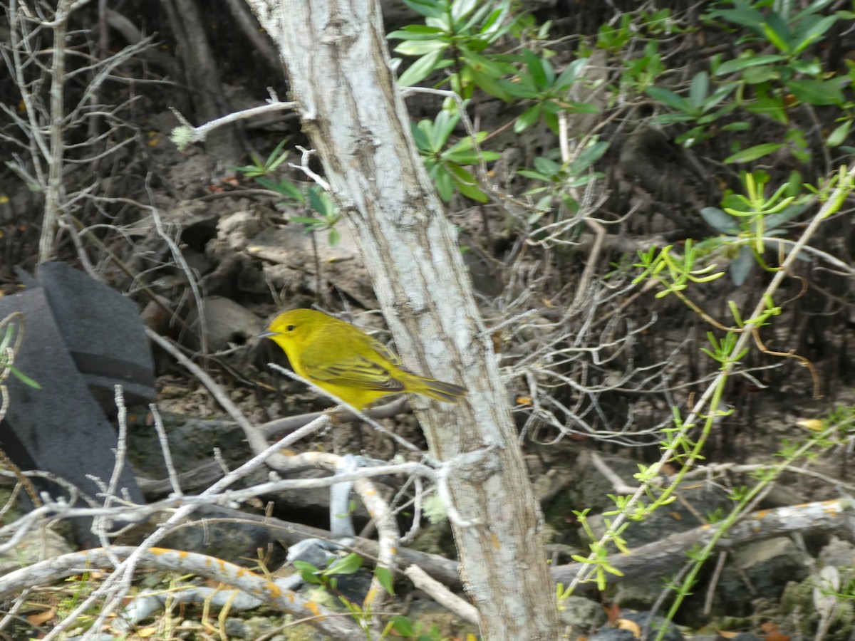 Yellow Warbler - elwood bracey