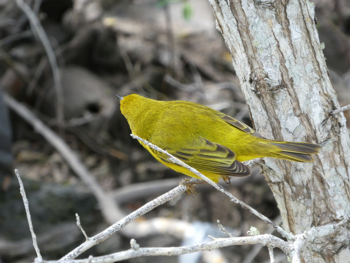 Yellow Warbler - ML129238691