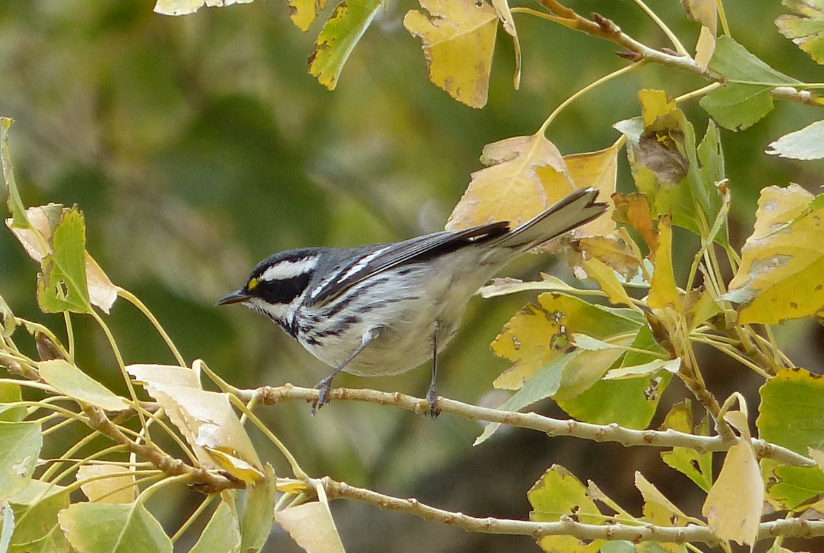 Black-throated Gray Warbler - Graham Floyd