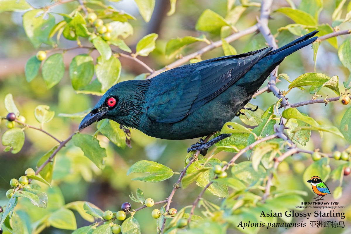 Asian Glossy Starling - ML129242771