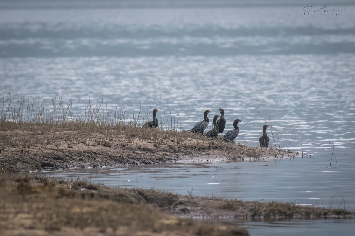 Little Cormorant - ML129243071