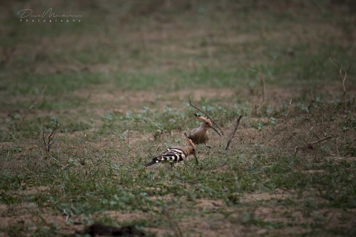 Eurasian Hoopoe - ML129243121