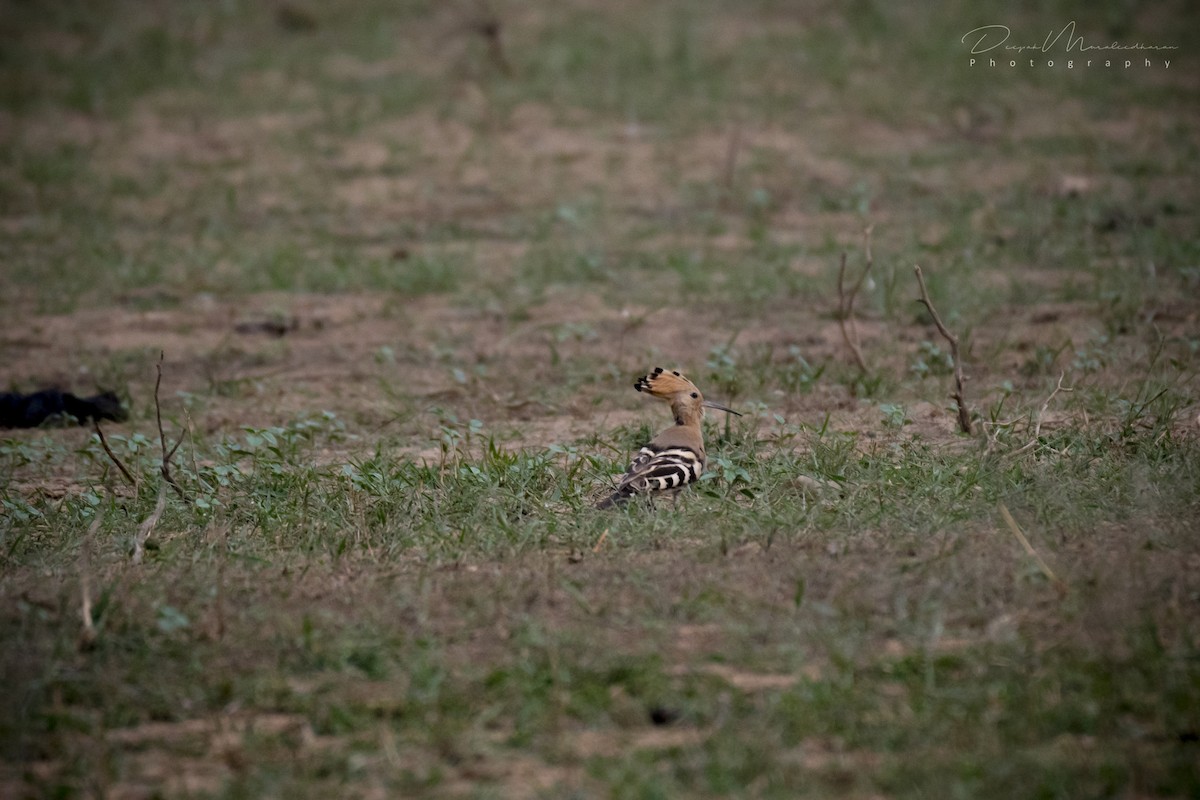 Eurasian Hoopoe - ML129243151