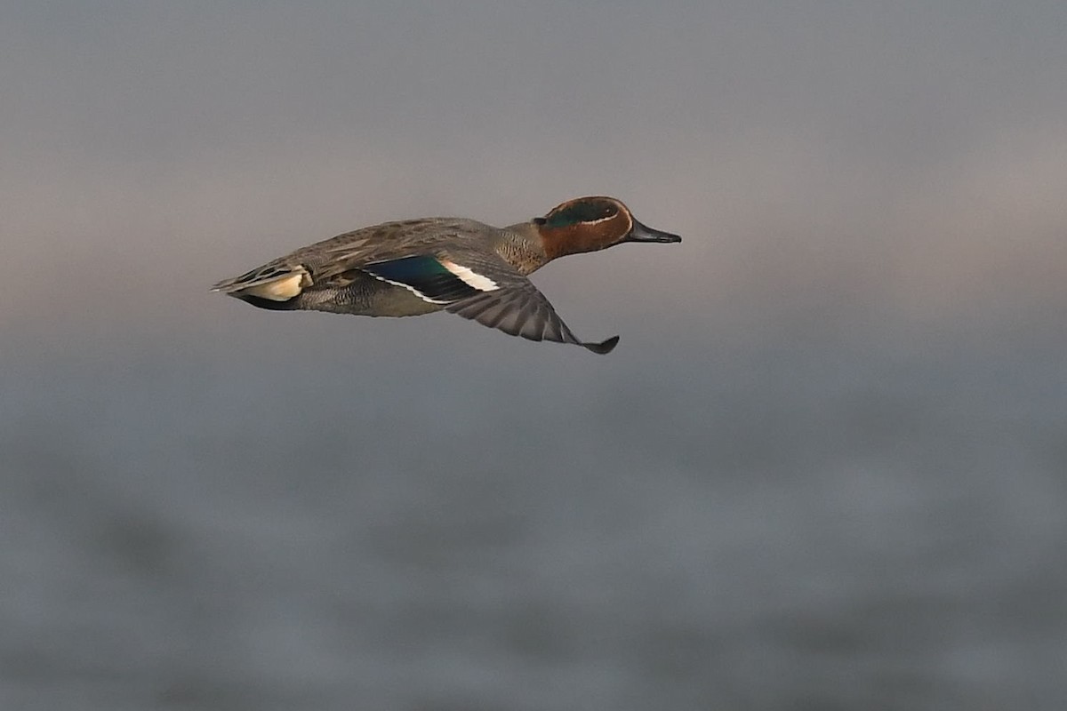Green-winged Teal - ML129244691