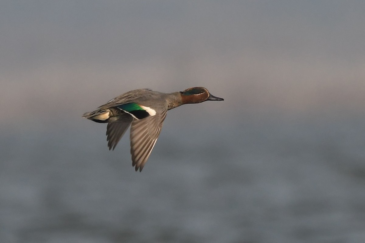 Green-winged Teal - Sriram Reddy