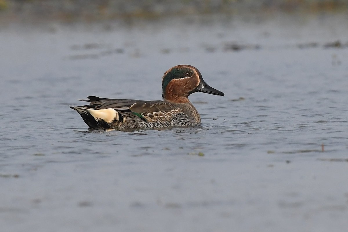 Green-winged Teal - ML129244711