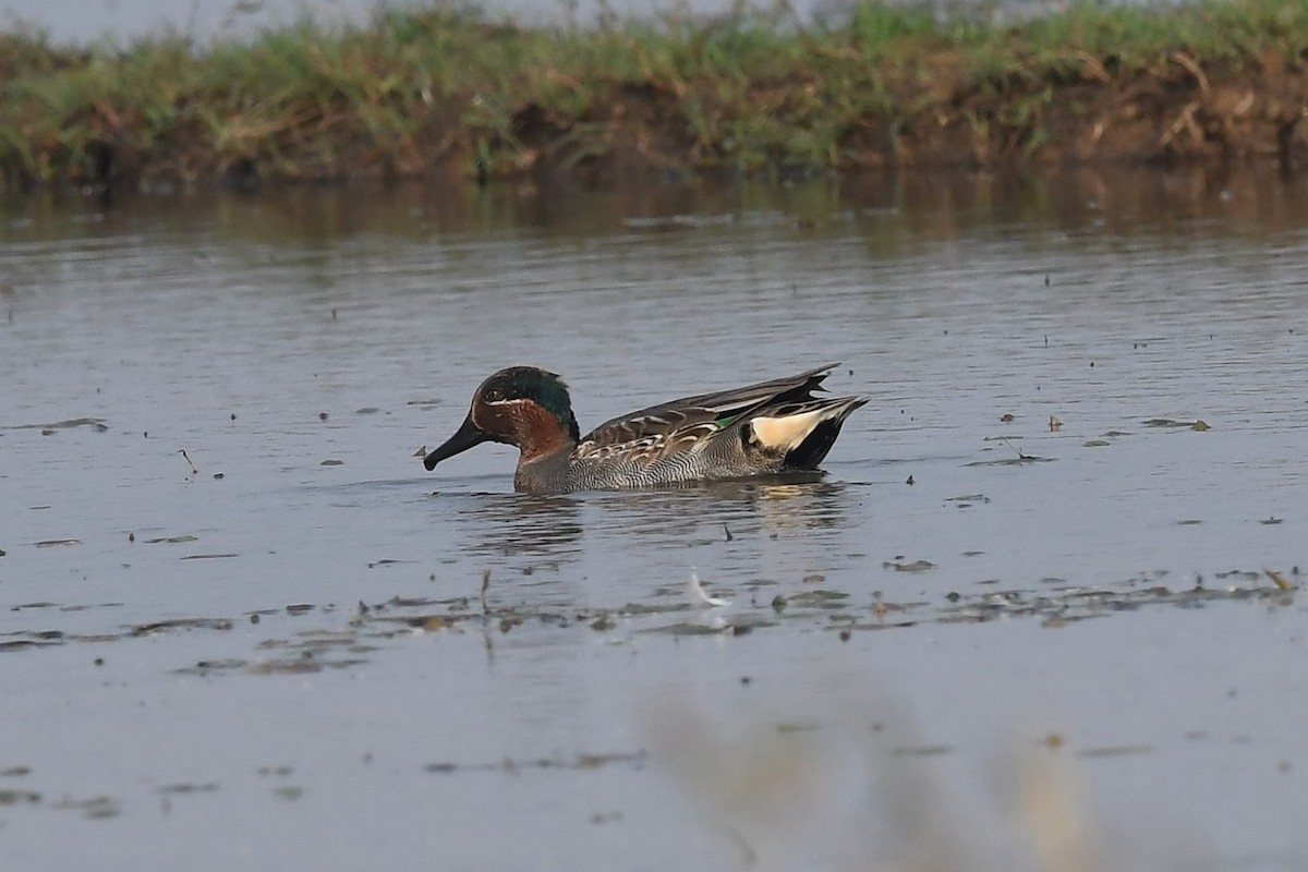 Green-winged Teal - ML129244721