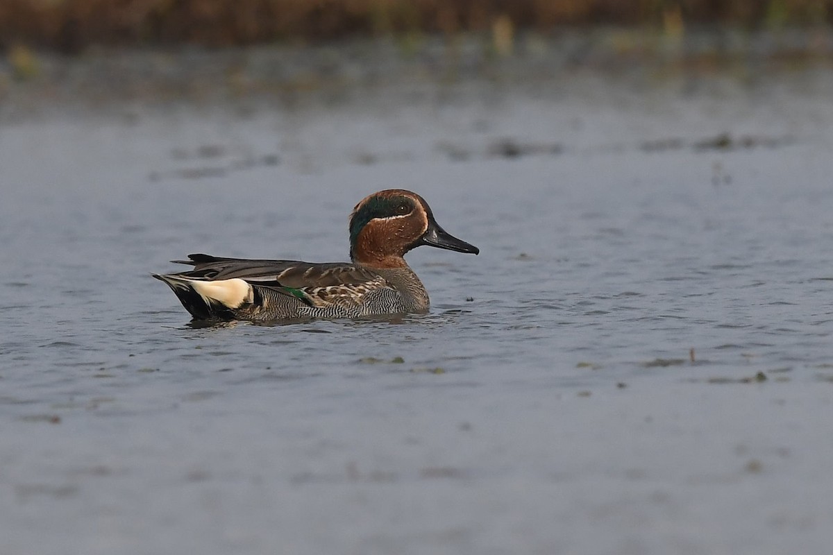 Green-winged Teal - ML129244731