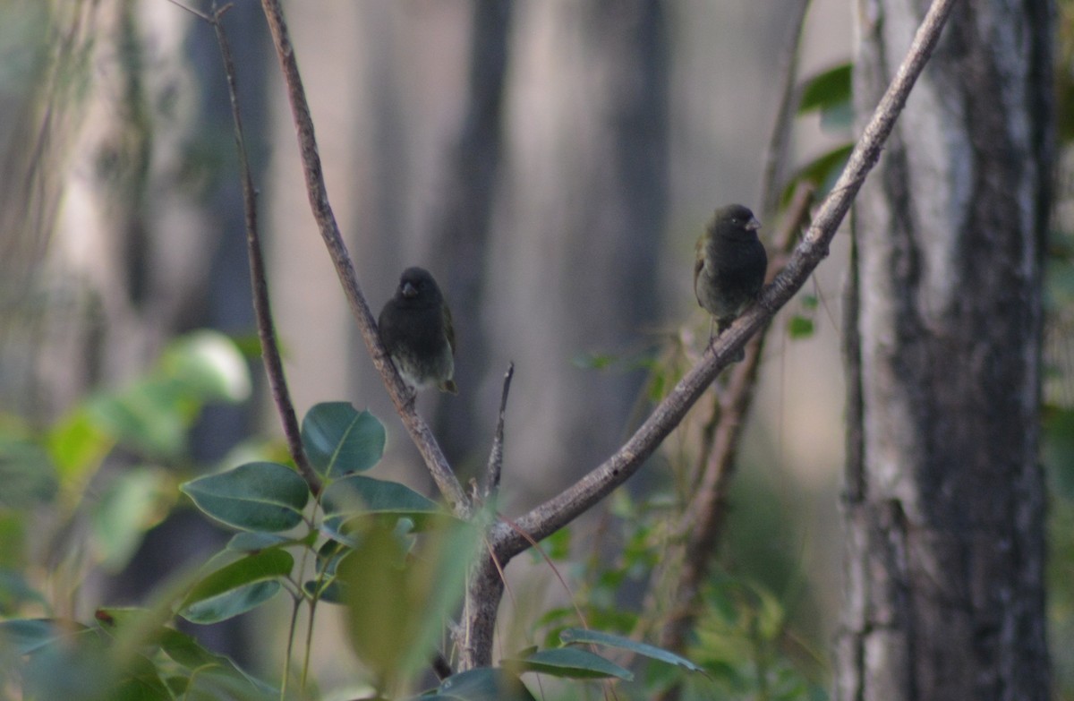 Black-faced Grassquit - ML129245871