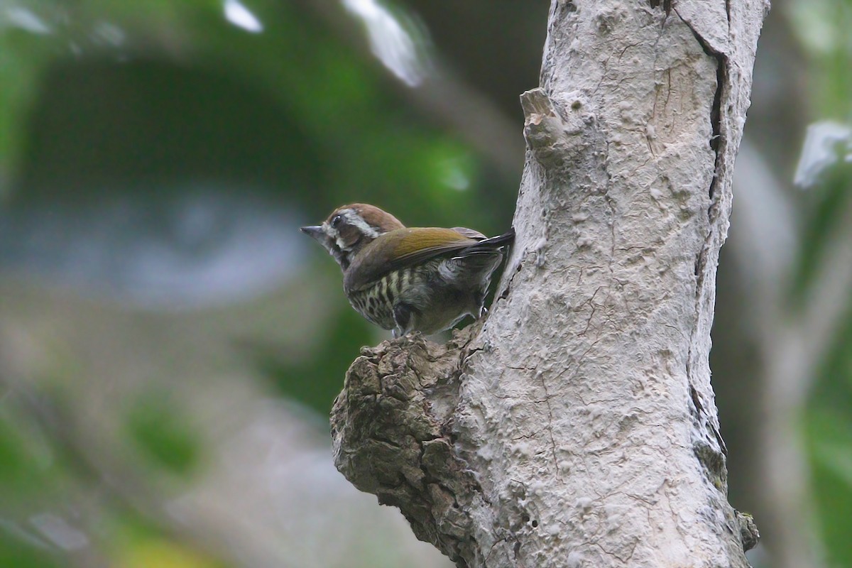 Speckled Piculet - ML129245911