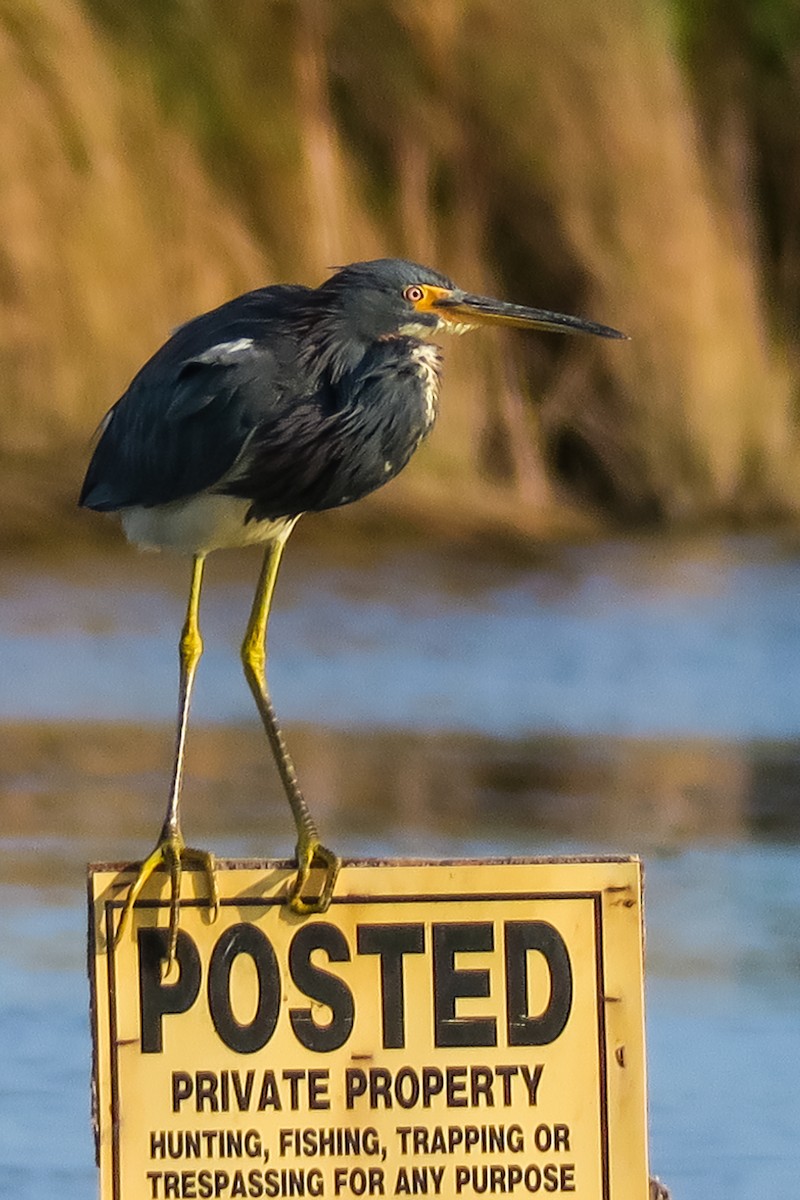 Tricolored Heron - graichen & recer