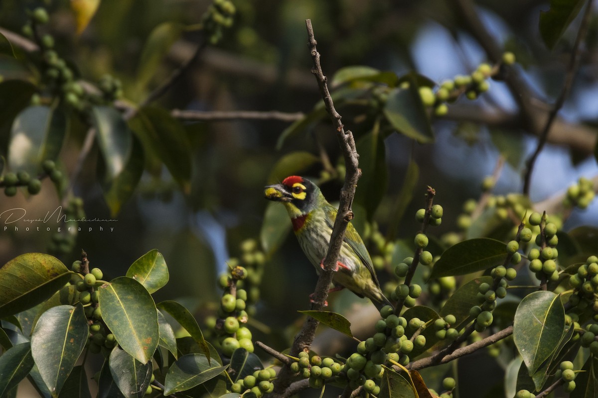 Coppersmith Barbet - ML129247571