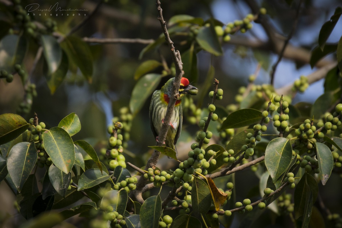 Coppersmith Barbet - ML129247641