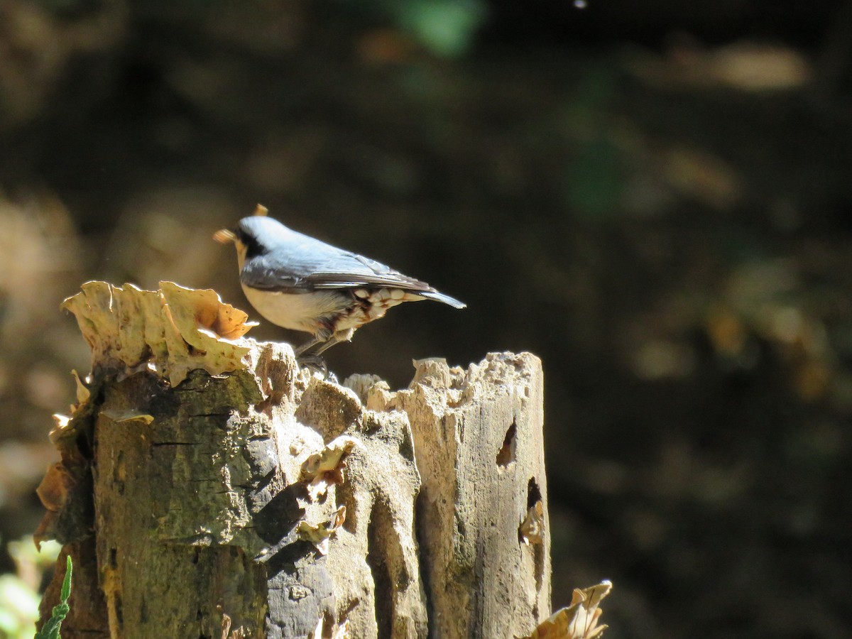 Chestnut-vented Nuthatch - ML129248931