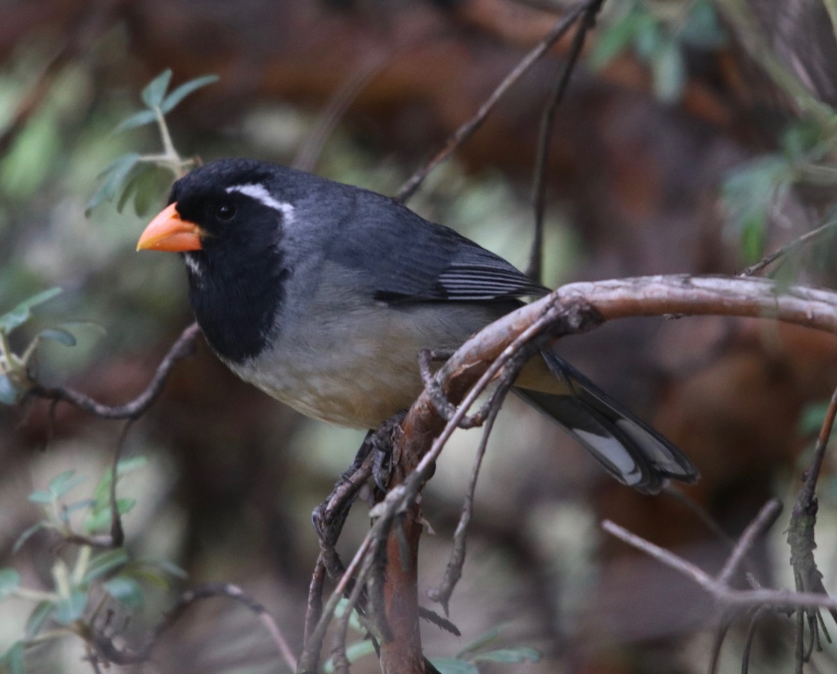 Golden-billed Saltator - ML129249861