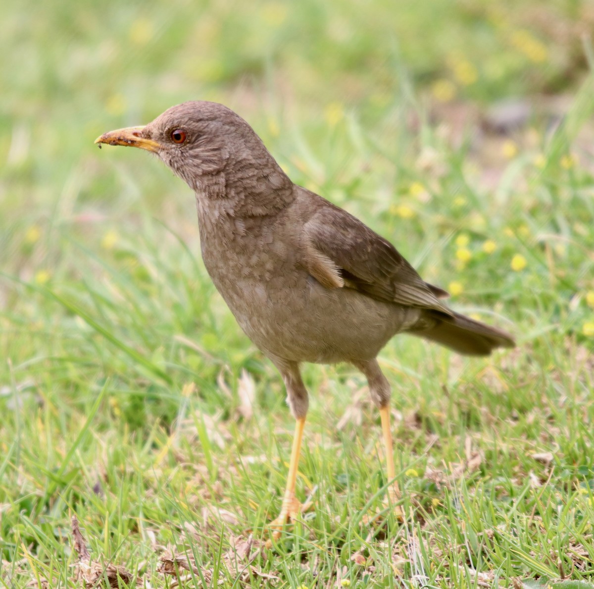 Chiguanco Thrush - ML129250511