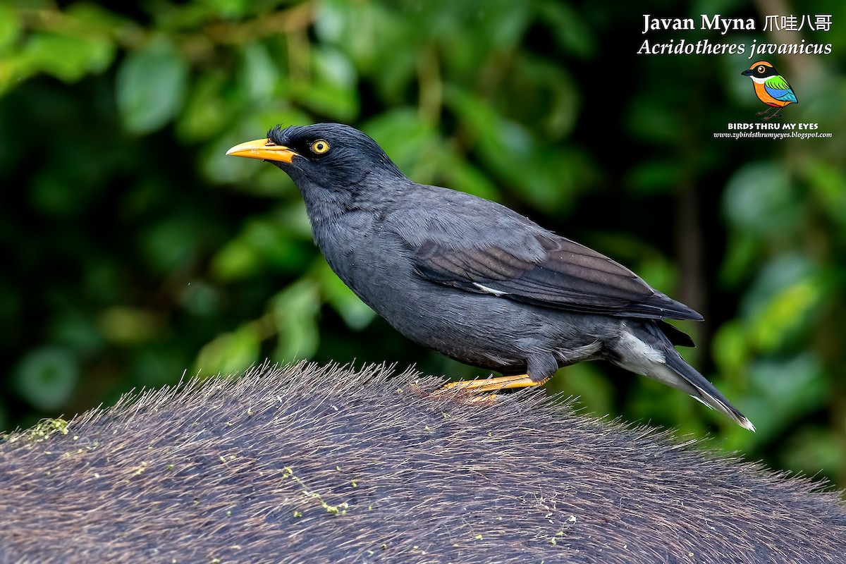 Javan Myna - Zhong Ying Koay