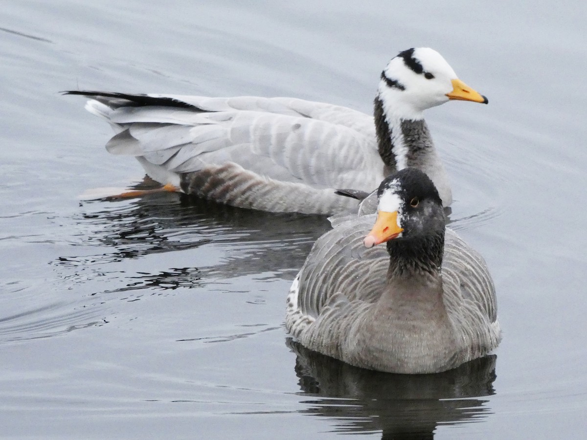 Bar-headed x Greater White-fronted Goose (hybrid) - Stephen Jorgenson-Murray