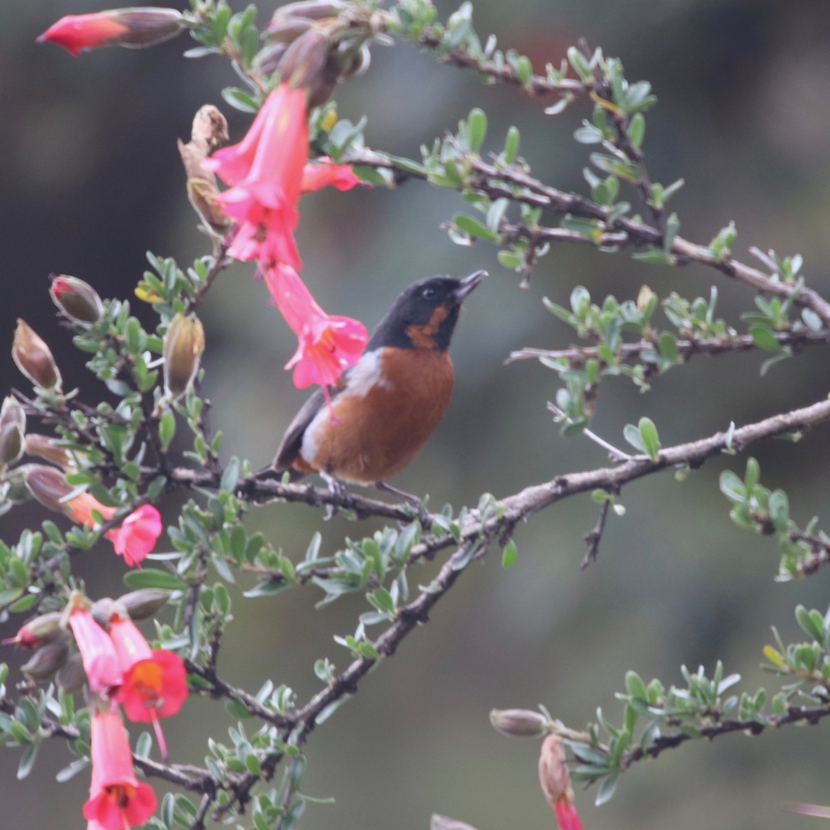 svartstrupeblomsterborer - ML129251261