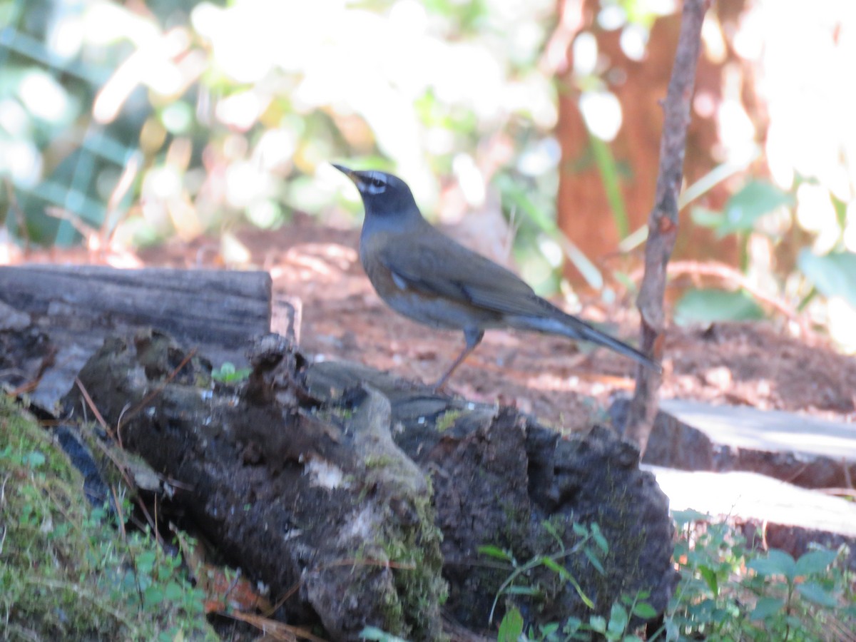 Eyebrowed Thrush - ML129252011