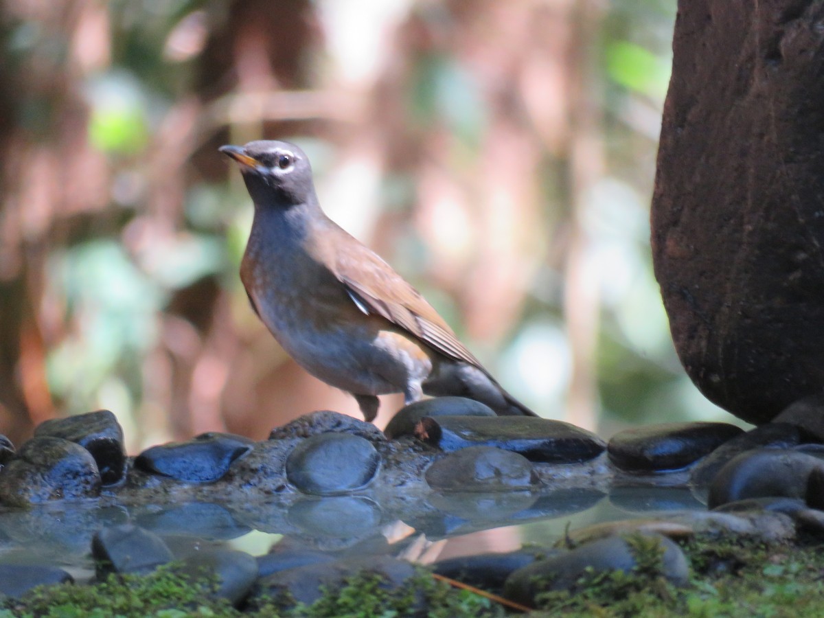 Eyebrowed Thrush - ML129252041