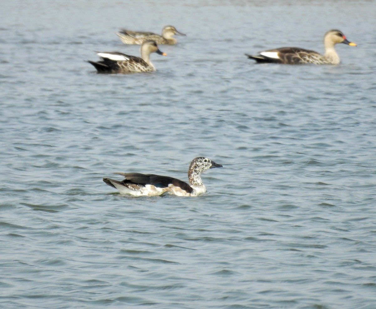 Knob-billed Duck - ML129253281