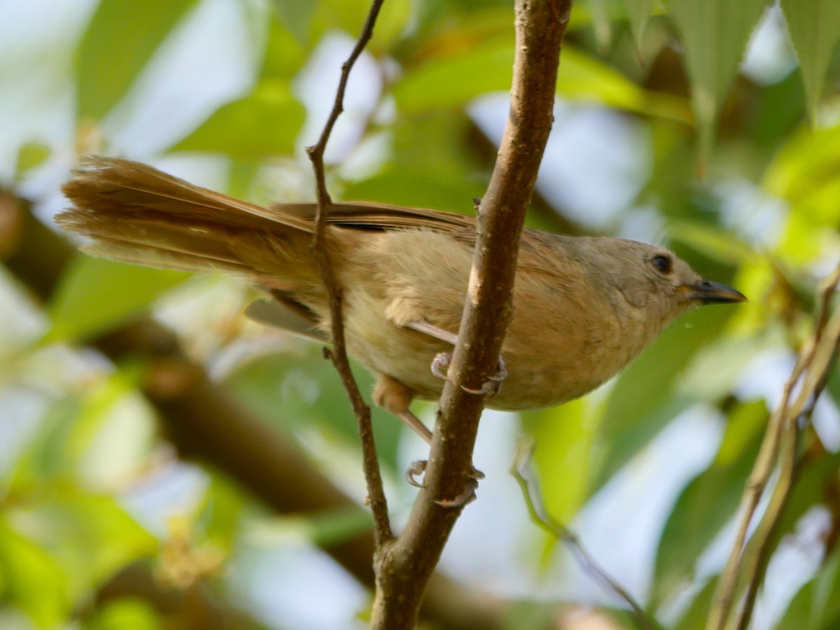 Brown-cheeked Fulvetta - ML129253411