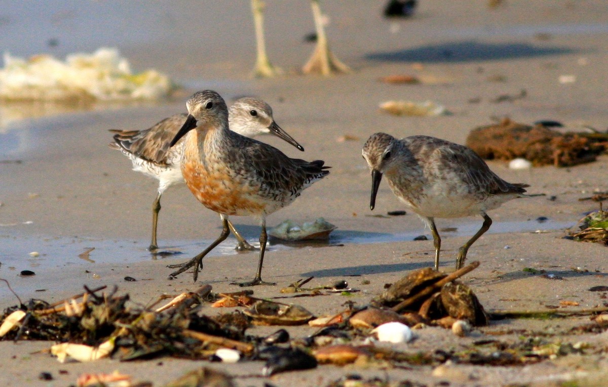 Red Knot - ML129253441