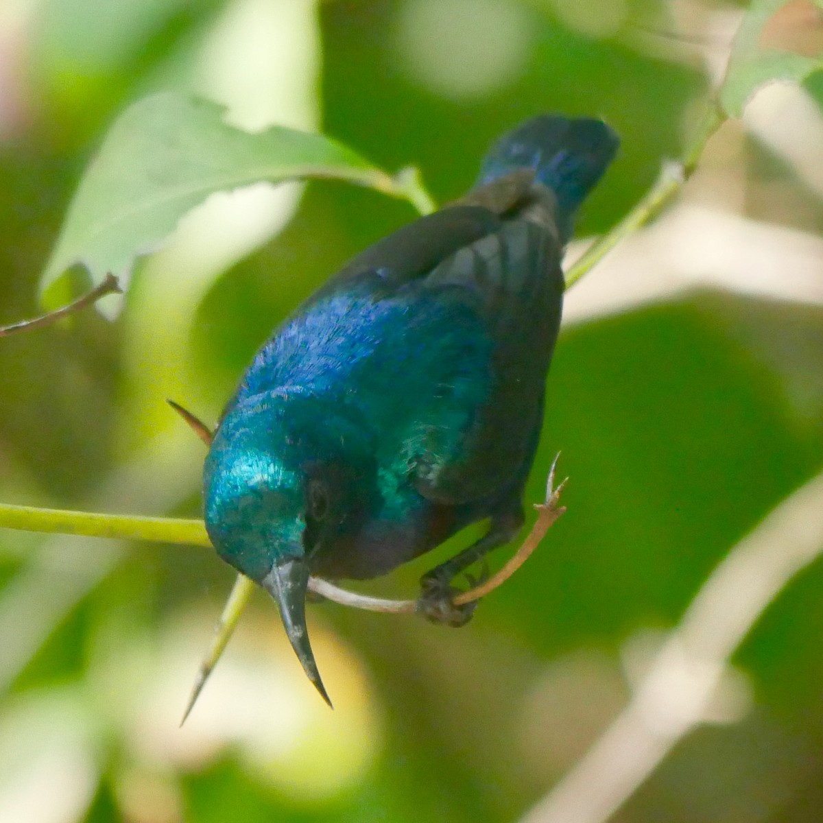 Purple Sunbird - Rob Batchelder