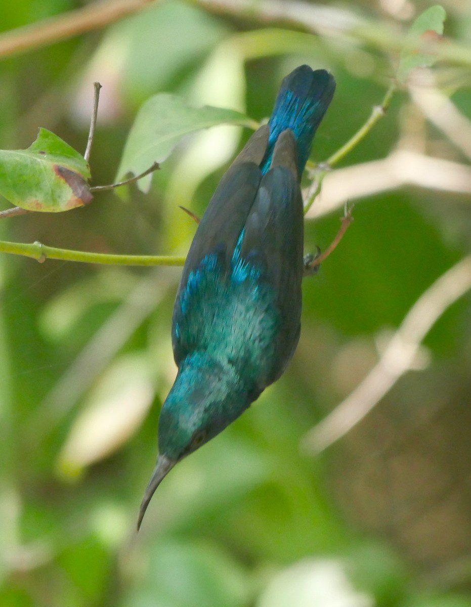 Purple Sunbird - ML129253481