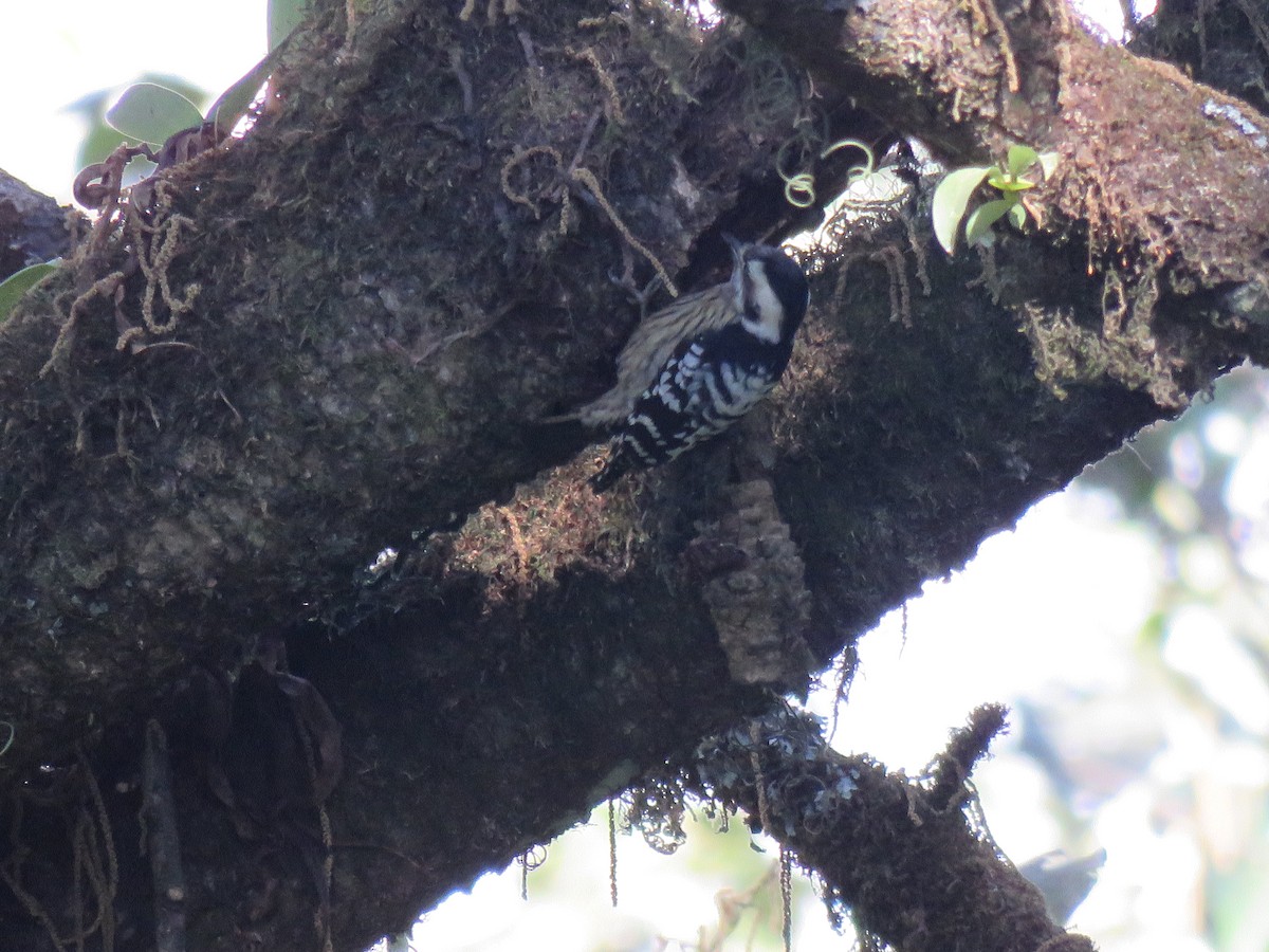 Gray-capped Pygmy Woodpecker - ML129256211
