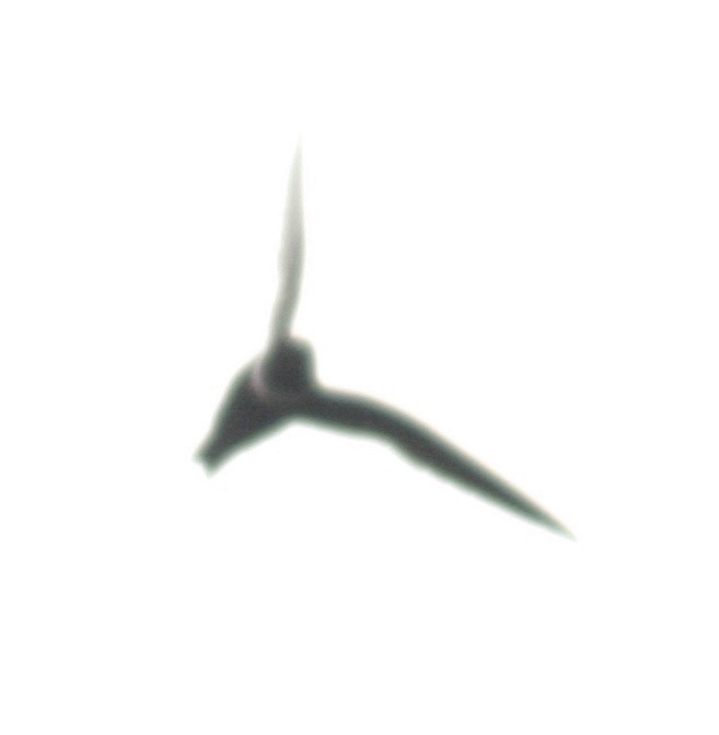 White-collared Swift - Dave Czaplak