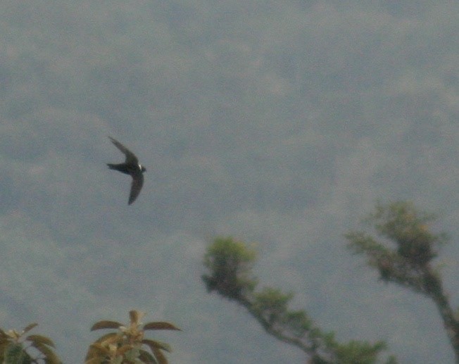 White-collared Swift - ML129256401