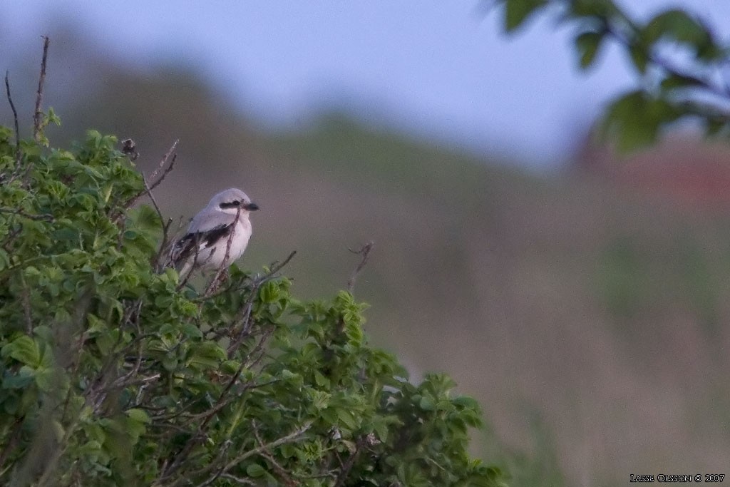 Great Gray Shrike (Steppe) - ML129256451