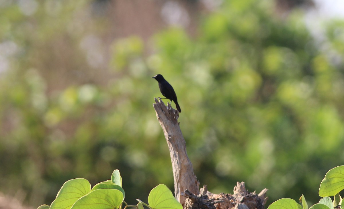 White-fronted Black-Chat - ML129256821