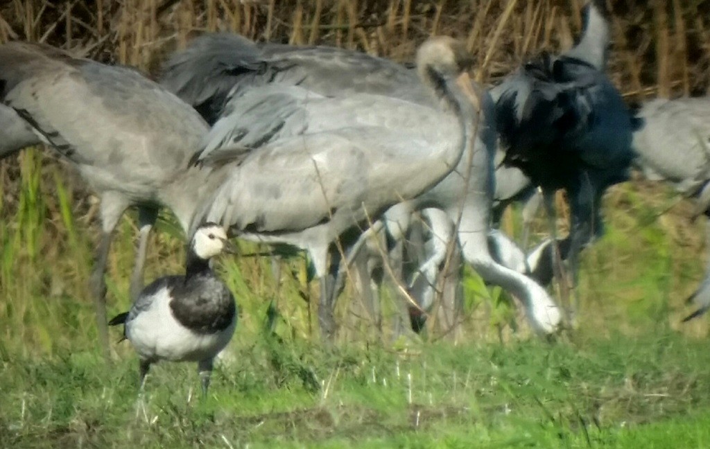 Barnacle Goose - ML129256871