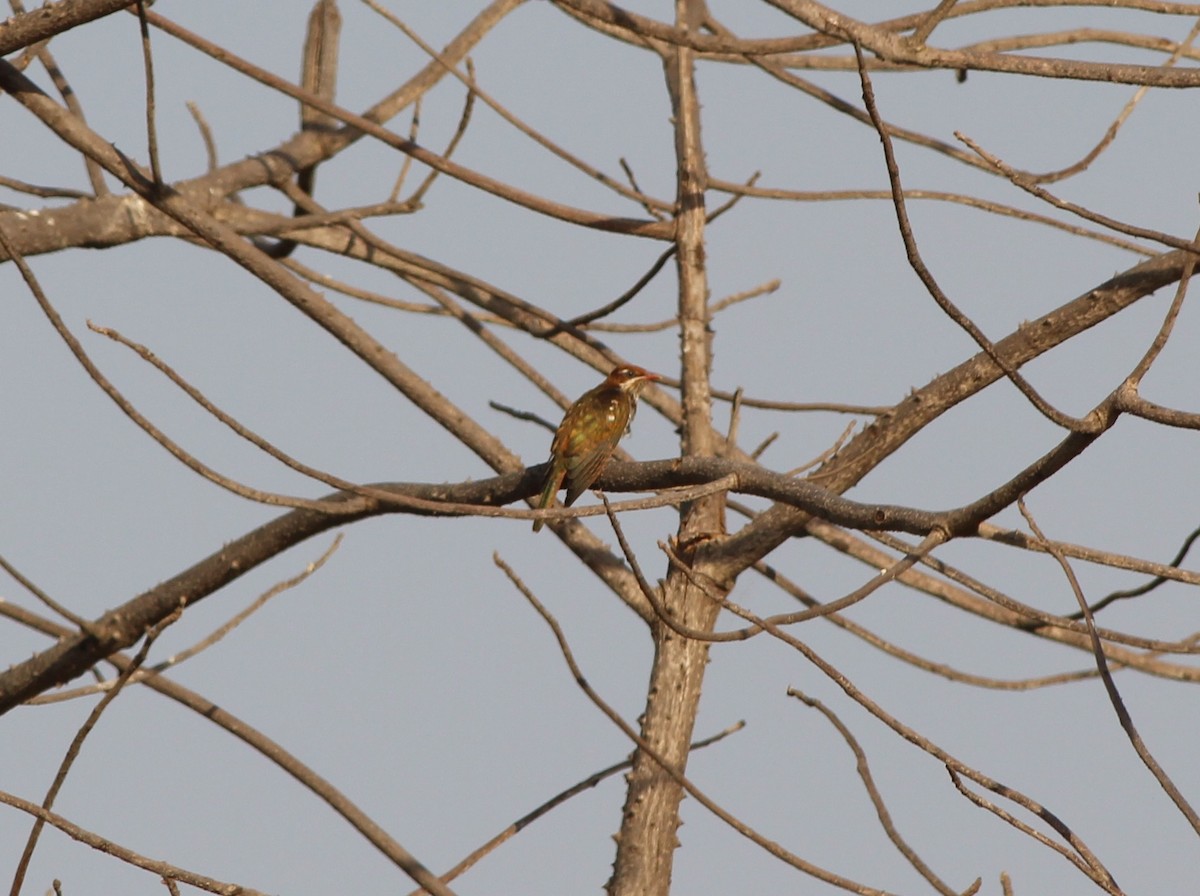 Dideric Cuckoo - ML129257041